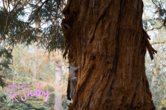 2024.03.18_Botanic_Gardens_Glasnevin-103-34-scaled