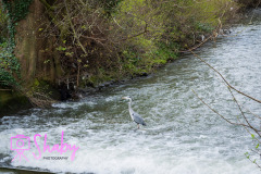 2024.03.18_Botanic_Gardens_Glasnevin-122-35-scaled