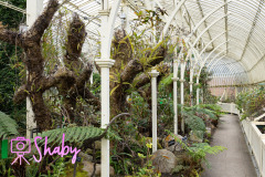 2024.03.18_Botanic_Gardens_Glasnevin-13-15-scaled