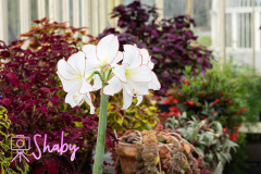 2024.03.18_Botanic_Gardens_Glasnevin-8-14-scaled