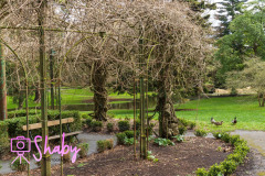 2024.03.18_Botanic_Gardens_Glasnevin-81-29-scaled