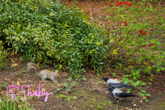 2024.03.18_Botanic_Gardens_Glasnevin-87-30-scaled