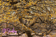 2024.03.18_Botanic_Gardens_Glasnevin-89-31-scaled
