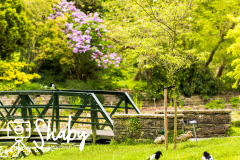 Botanic_gardens_wildlife-9878-11-scaled