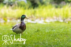 Botanic_gardens_wildlife-9887-13-scaled