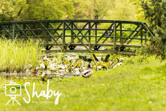 Botanic_gardens_wildlife-9894-14-scaled