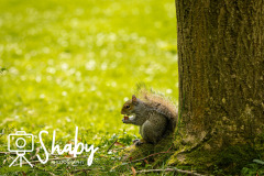 Botanic_gardens_wildlife-9919-16-scaled