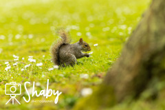 Botanic_gardens_wildlife-9959-17-scaled