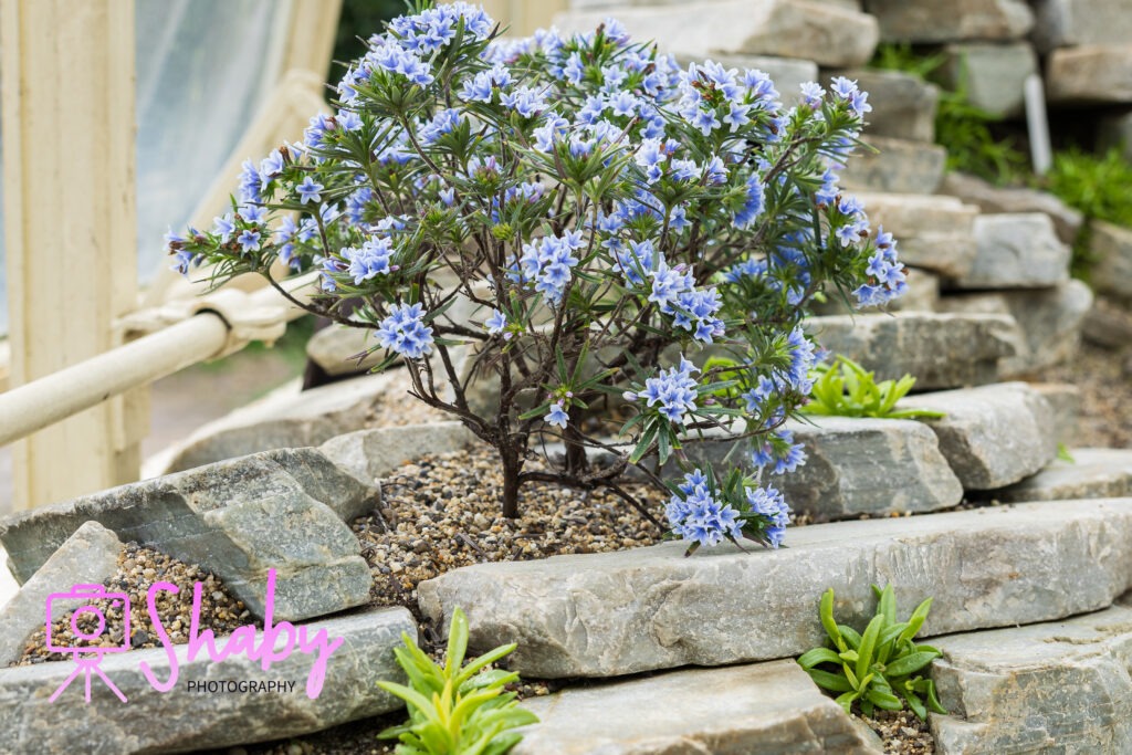 Rare exotic plant species in the greenhouse at Dublin's National Botanic Gardens - conservation and biodiversity.