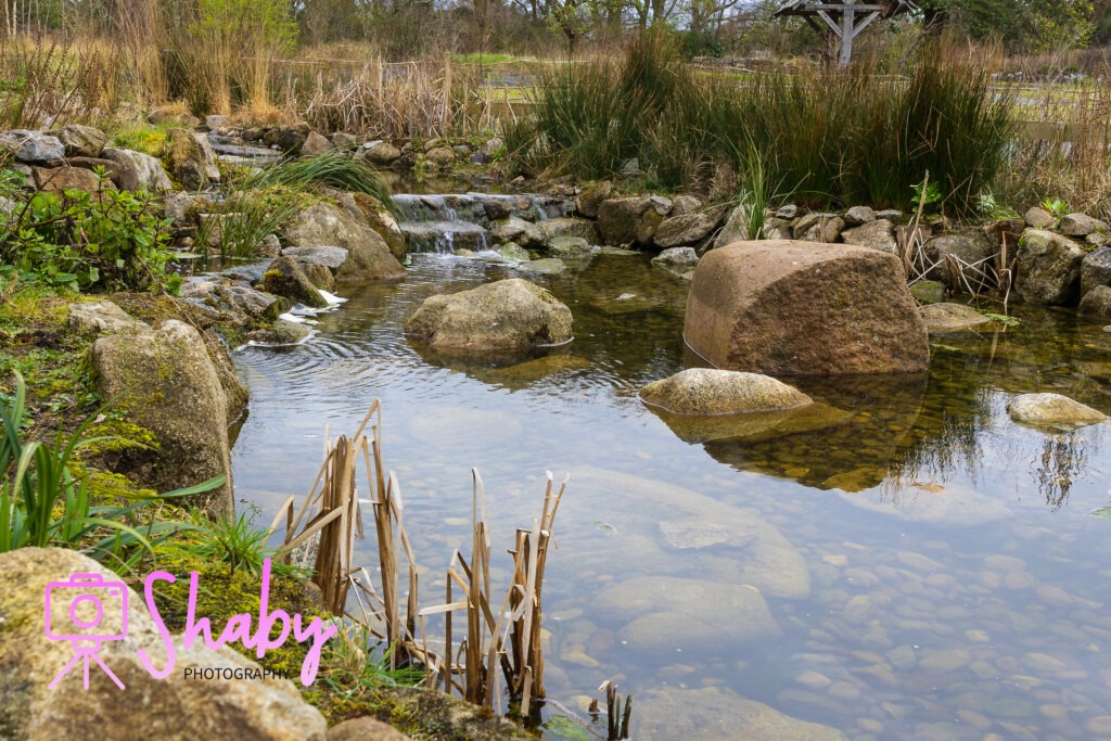 Tranquil type of rockpool nestled in the 'Wild Ireland' section of the National Botanic Gardens, Glasnevin, Dublin, reflecting the untouched beauty of Irish landscapes.