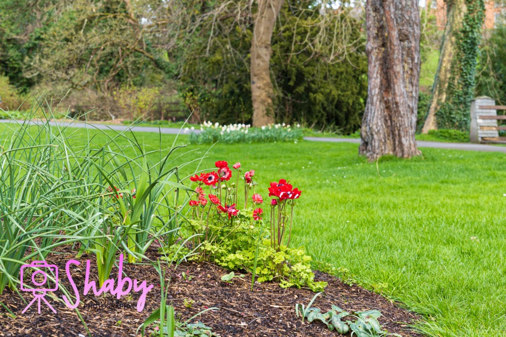 Lush greenery and vibrant flowering shrubs in the Botanic Gardens, Glasnevin, Dublin, inviting relaxation and contemplation amidst nature.