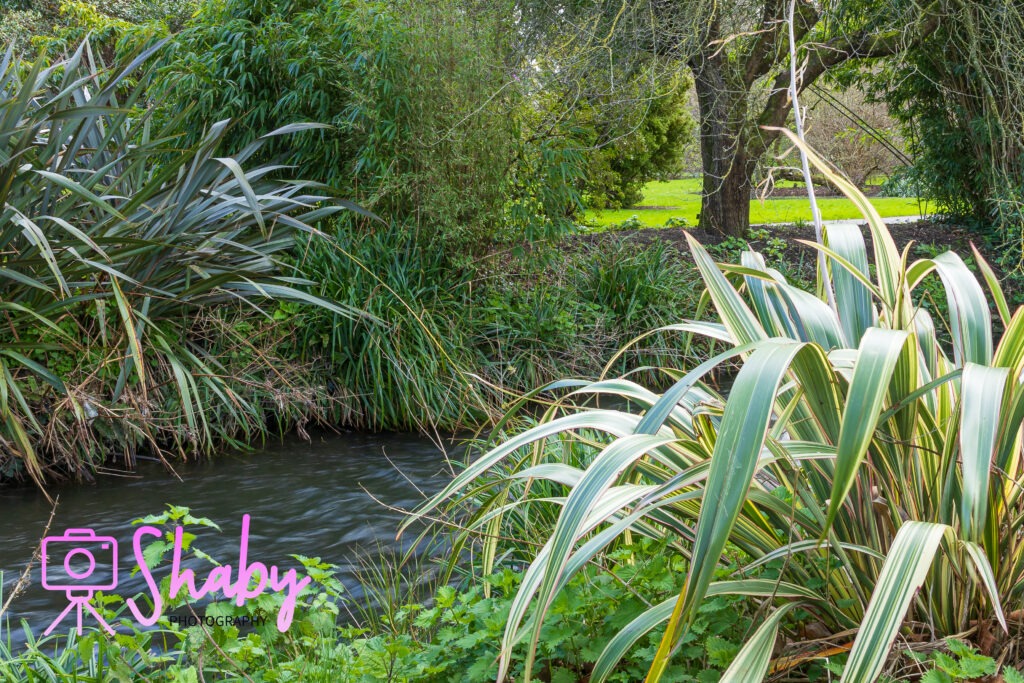 Serene river winding through the National Botanic Gardens in Glasnevin, Dublin, with lush trees and diverse plant life adorning its banks