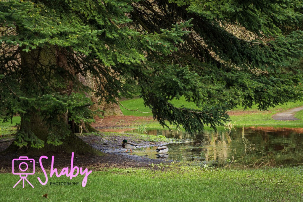 Ducks resting under a majestic tree next to a tranquil pond within the National Botanic Gardens, Glasnevin, Dublin, epitomizing peaceful garden life