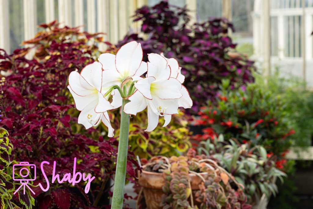 Rare exotic plant species in the greenhouse at Dublin's National Botanic Gardens - conservation and biodiversity