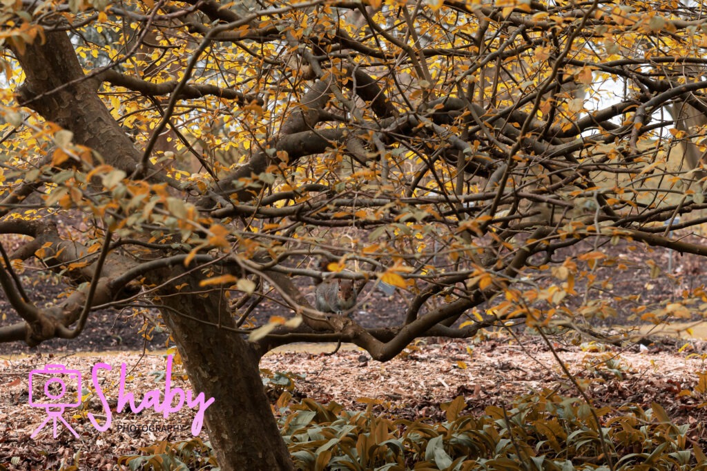 Squirrel artfully camouflaged among the dense branches of a lush tree in the National Botanic Gardens, Glasnevin, Dublin, inviting a 'Spot the Squirrel' challenge.