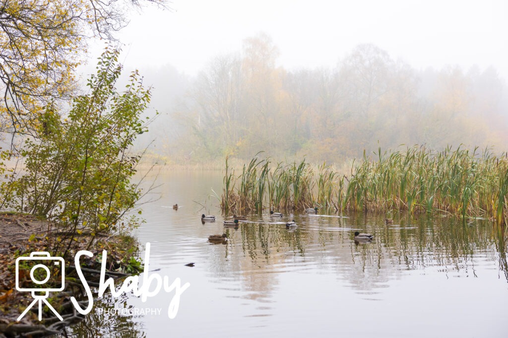 Stunning photograph captured by Shaby Photography, featuring the serene beauty of Donadea Forest in Ireland, showcasing lush greenery, tranquil lake views, and historic ruins, perfect for nature enthusiasts and travel lovers exploring Irish landscapes
