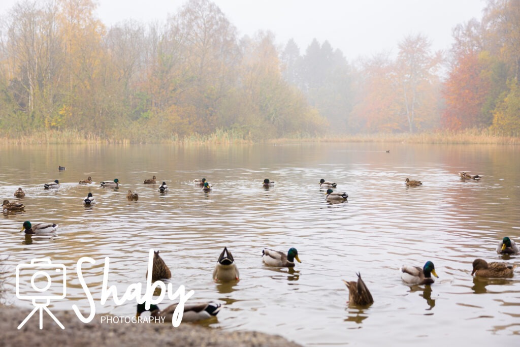 Stunning photograph captured by Shaby Photography, featuring the serene beauty of Donadea Forest in Ireland, showcasing lush greenery, tranquil lake views, and historic ruins, perfect for nature enthusiasts and travel lovers exploring Irish landscapes