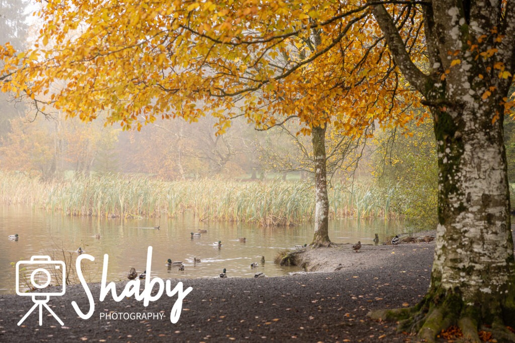 Stunning photograph captured by Shaby Photography, featuring the serene beauty of Donadea Forest in Ireland, showcasing lush greenery, tranquil lake views, and historic ruins, perfect for nature enthusiasts and travel lovers exploring Irish landscapes