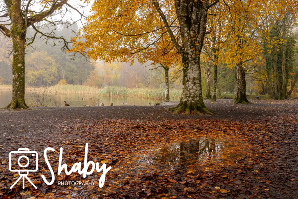 Stunning photograph captured by Shaby Photography, featuring the serene beauty of Donadea Forest in Ireland, showcasing lush greenery, tranquil lake views, and historic ruins, perfect for nature enthusiasts and travel lovers exploring Irish landscapes