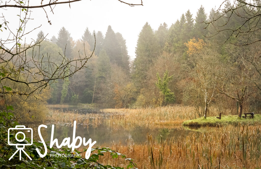 Stunning photograph captured by Shaby Photography, featuring the serene beauty of Donadea Forest in Ireland, showcasing lush greenery, tranquil lake views, and historic ruins, perfect for nature enthusiasts and travel lovers exploring Irish landscapes