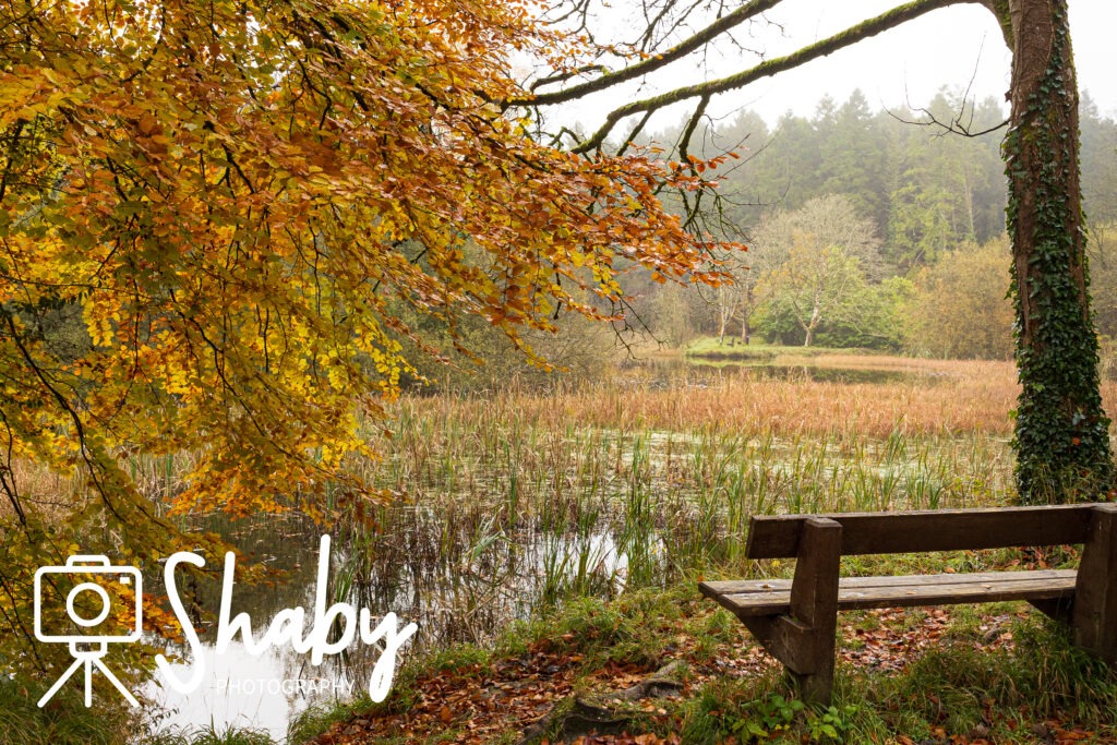 Stunning photograph captured by Shaby Photography, featuring the serene beauty of Donadea Forest in Ireland, showcasing lush greenery, tranquil lake views, and historic ruins, perfect for nature enthusiasts and travel lovers exploring Irish landscapes