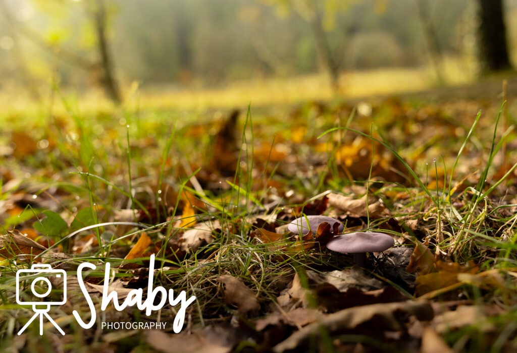 Stunning photograph captured by Shaby Photography, featuring the serene beauty of Donadea Forest in Ireland, showcasing lush greenery, tranquil lake views, and historic ruins, perfect for nature enthusiasts and travel lovers exploring Irish landscapes
