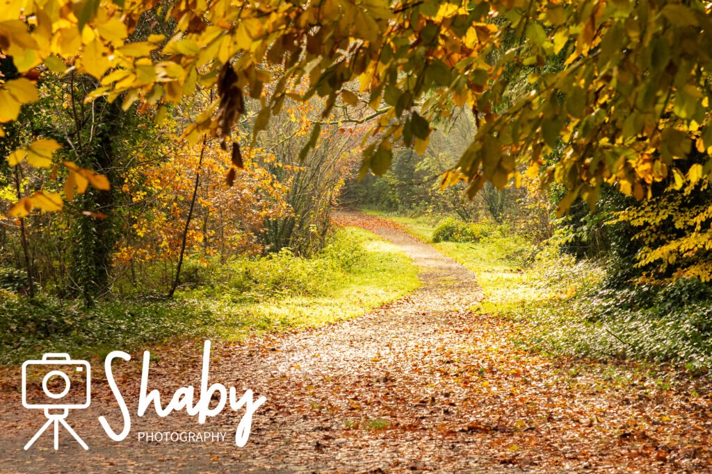 Stunning photograph captured by Shaby Photography, featuring the serene beauty of Donadea Forest in Ireland, showcasing lush greenery, tranquil lake views, and historic ruins, perfect for nature enthusiasts and travel lovers exploring Irish landscapes